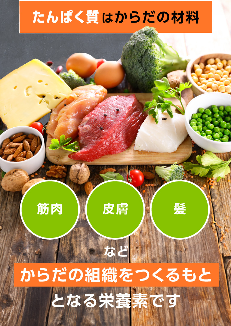 たんぱく質はからだの材料